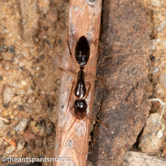 Camponotus elegans