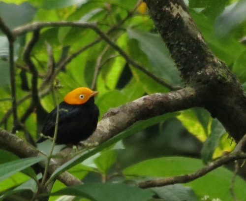 Ceratopipra erythrocephala