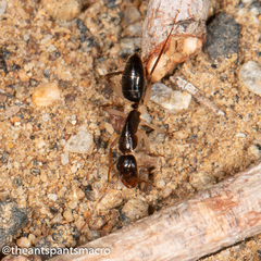 Camponotus elegans