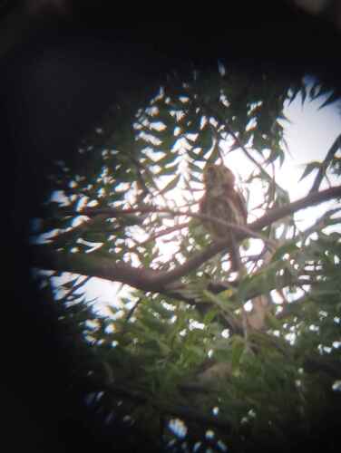 Ferruginous Pygmy-Owl