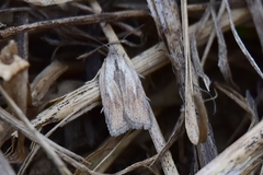 Acleris rufana