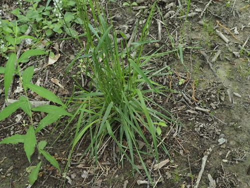 Carex laxiflora, photograph 4
