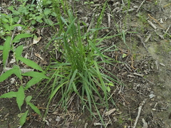 Carex laxiflora, photograph (c) Summit Metro Parks, some rights reserved (CC BY)