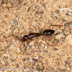 Camponotus elegans