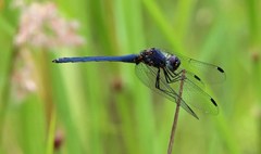 Trithemis dorsalis