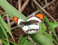 Colotis euippe