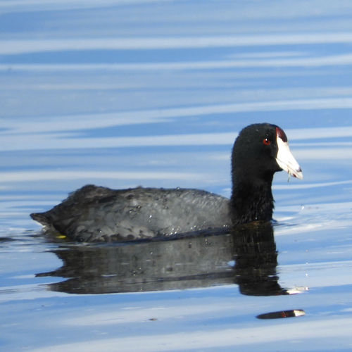 American Coot