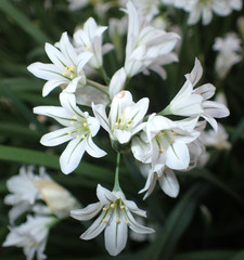 Allium triquetrum