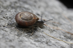 Zonites euboeicus