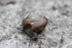 Zonites euboeicus