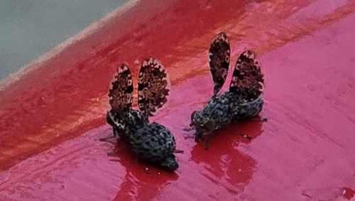 Peacock Fly