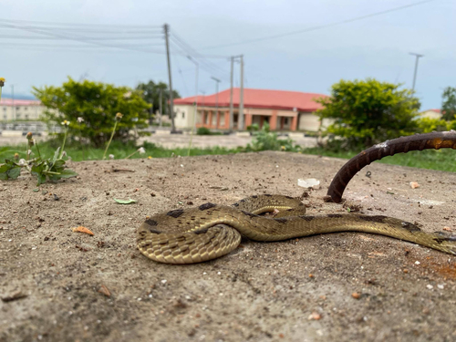 Spotted Night Adder