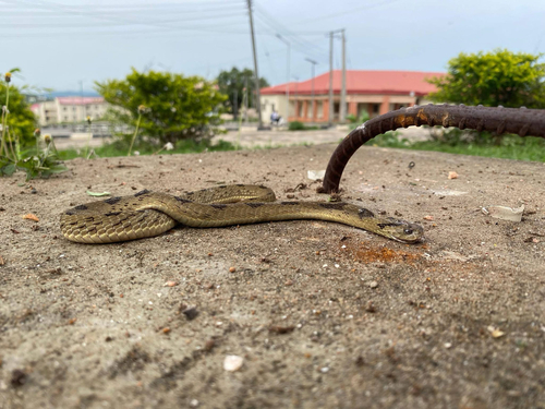 Spotted Night Adder