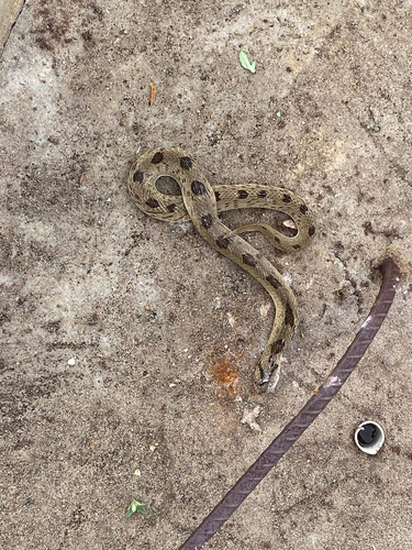 Spotted Night Adder