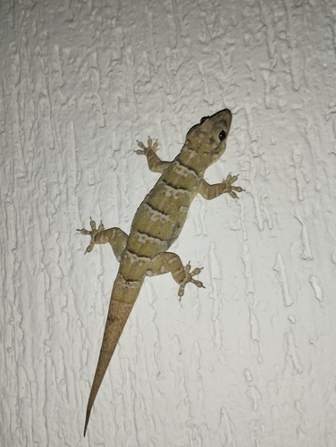 Peraiba Gecko
