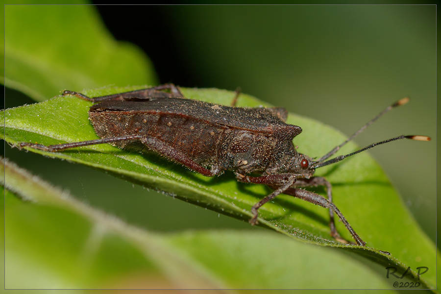 Anasa apicalis