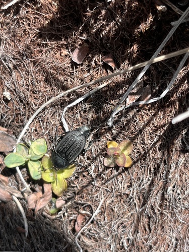 iNaturalist observation photo of Garden Carrion Beetle