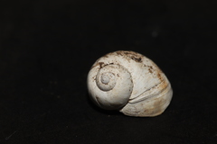 Lithoglyphus naticoides image