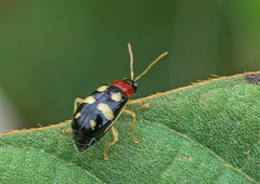 Cerotoma