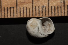 Lithoglyphus naticoides