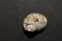 Lithoglyphus naticoides