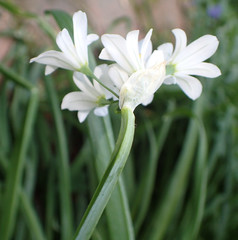 Allium triquetrum