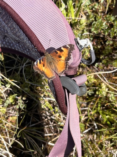 iNaturalist observation photo of California Tortoiseshell