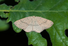 Cyclophora ruficiliaria