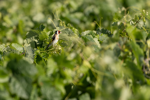 European Goldfinch