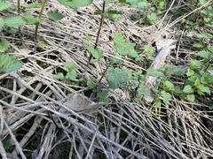 Anthocharis cardamines