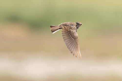 Mediterranean Short-toed Lark