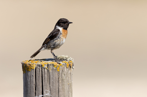 European Stonechat