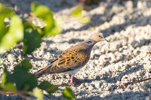 European Turtle-Dove