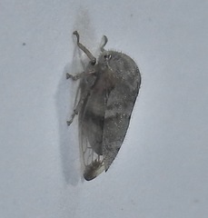 Ophiderma evelyna