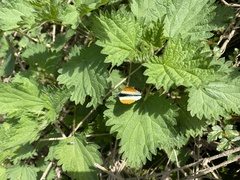 Anthocharis cardamines