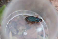 Ophonus azureus