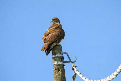 Common Buzzard