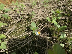 Anthocharis cardamines