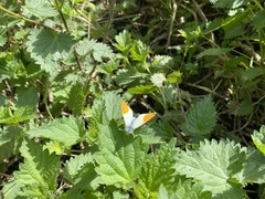 Anthocharis cardamines