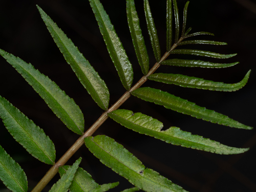 Zanthoxylum ailanthoides, photograph 6
