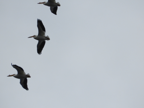 American White Pelican