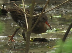 Rallus longirostris