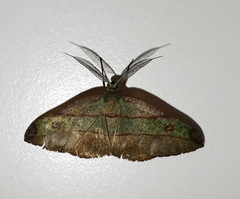 Hypochrosini