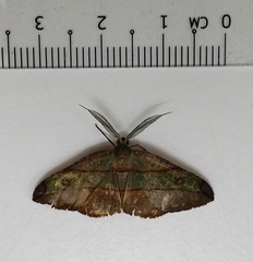 Hypochrosini