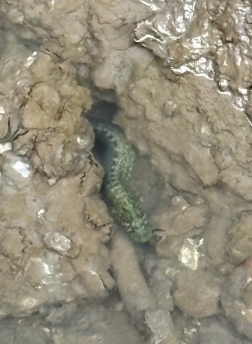 Carpet Eel Blenny