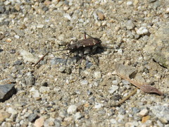 Cicindela gemmata
