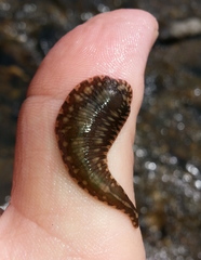 Glossiphoniidae