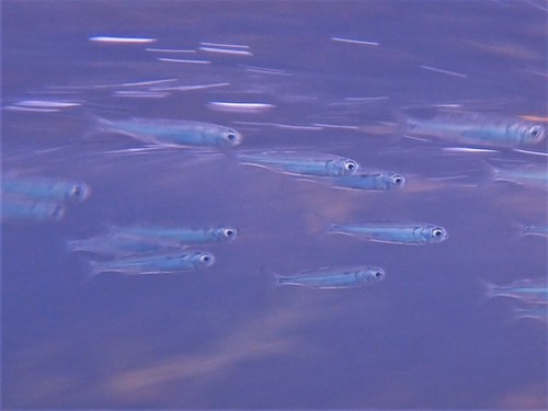 Common hardyhead (Atherinomorus vaigiensis) — Atherinidae — 4