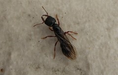 Amblyopone australis