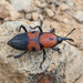 Metamasius dimidiatipennis - Photo (c) djhiker, some rights reserved (CC BY-NC), uploaded by djhiker